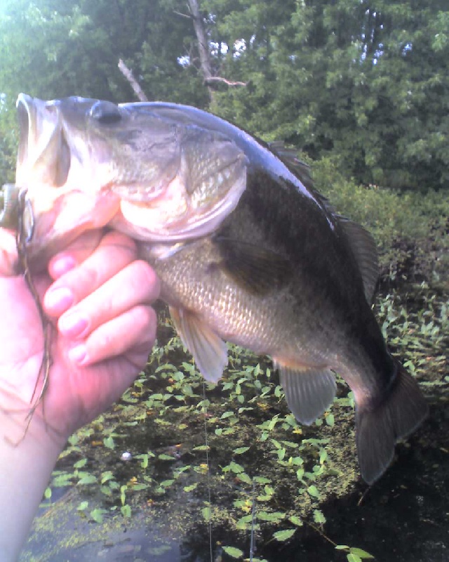 another large mouth