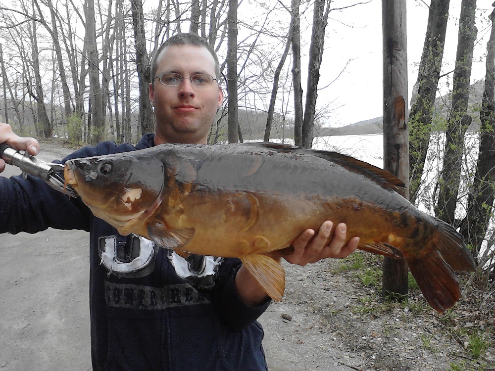 19.5 pound mirror carp