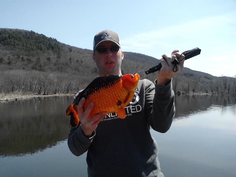 7 pound orange carp