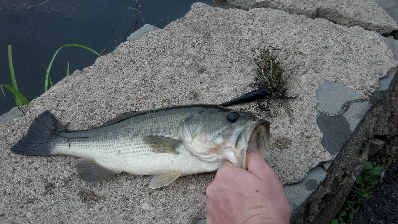 little guy caught on a swim jig with a keitech trailer