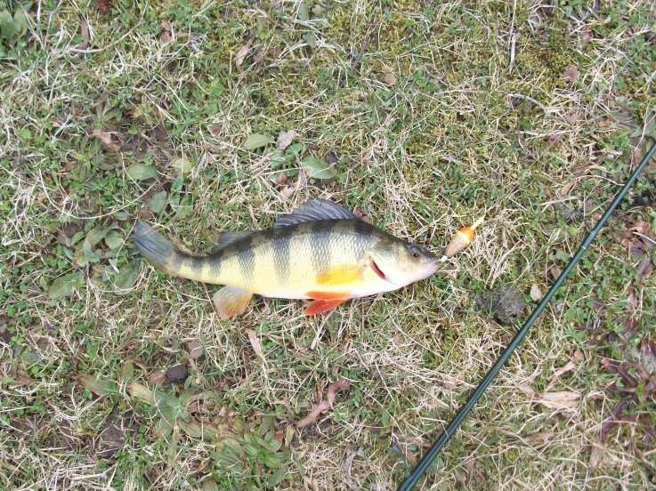 March Slip floated Yellow Perch