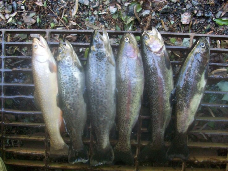 May Trout near South Blooming Grove