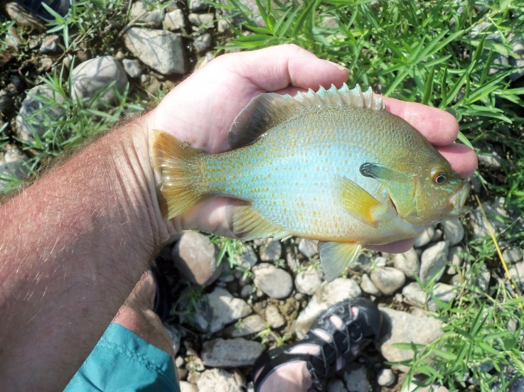 Shendoah River Va Red Breasted Sunfish 