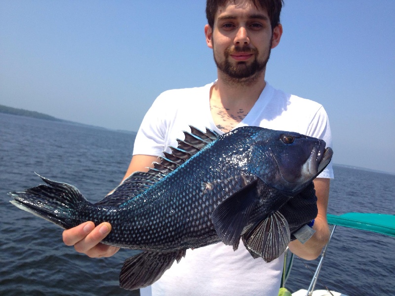 21" Black Sea Bass