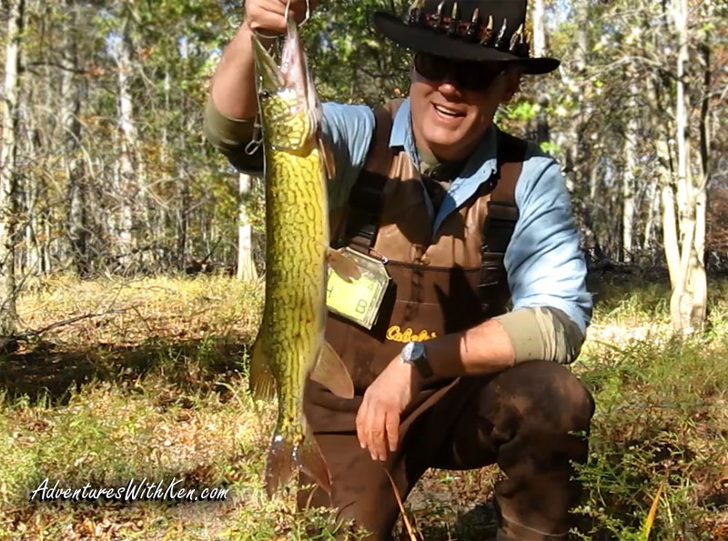 Ken Beam catches a nice Chain Pickerel fishin` out of his `Yak!