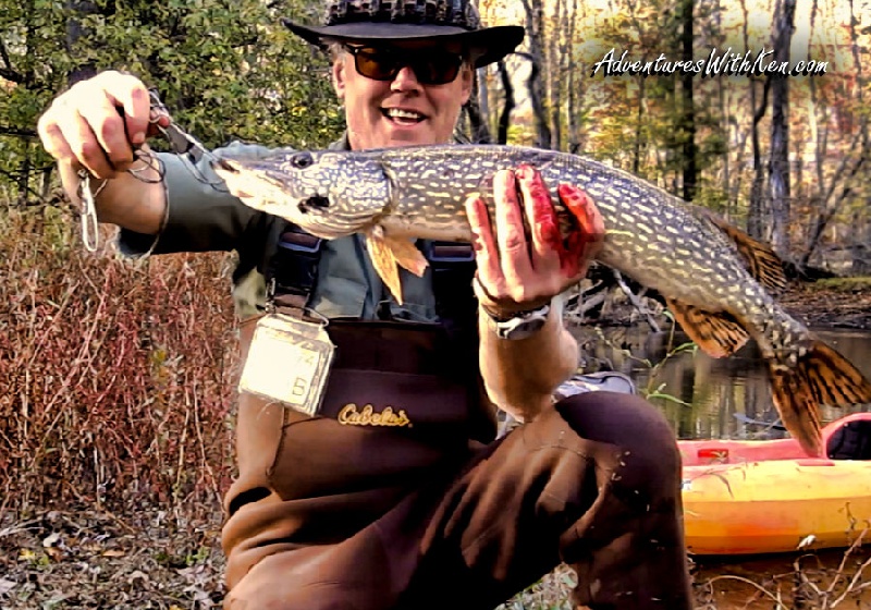 Ken Beam was chasin` Pike on the Passaic River 10/26/2014