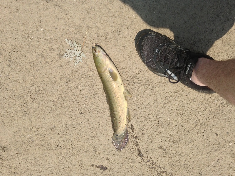 Another bowfin