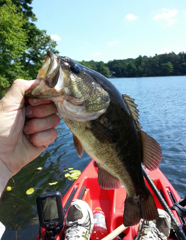 Neponset Res bass2