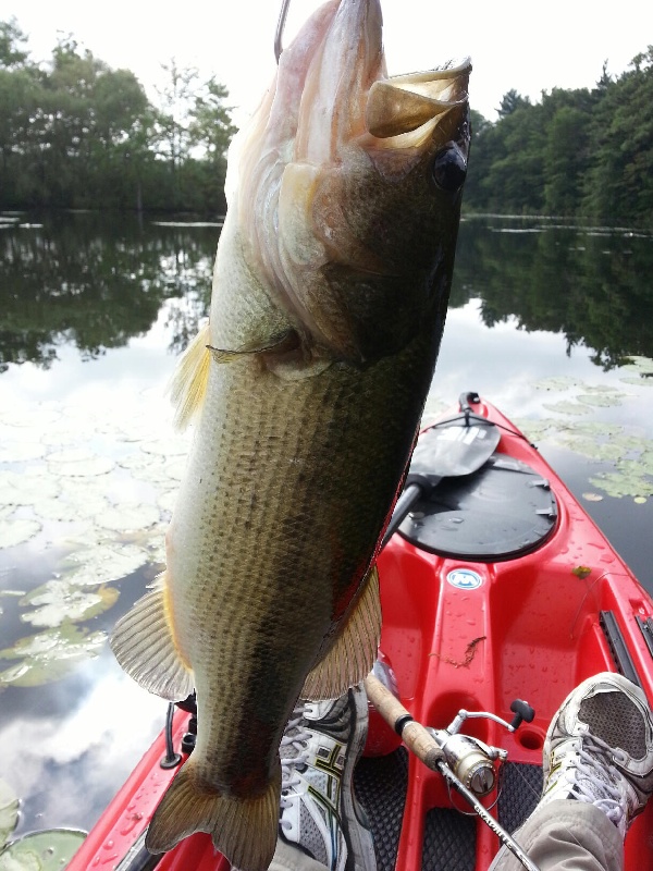 Neponset Res bass3