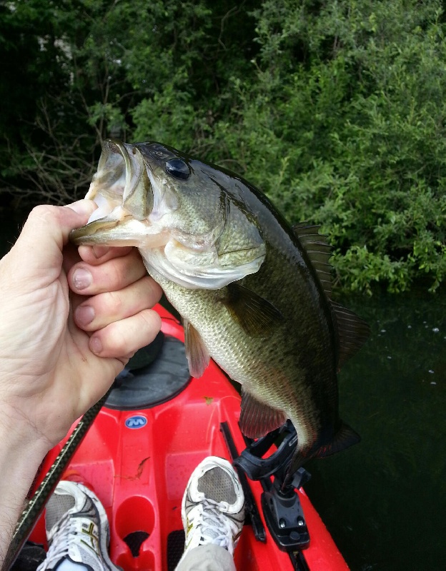 Neponset Res bass4