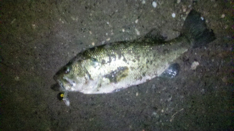 Lunker on the Lake
