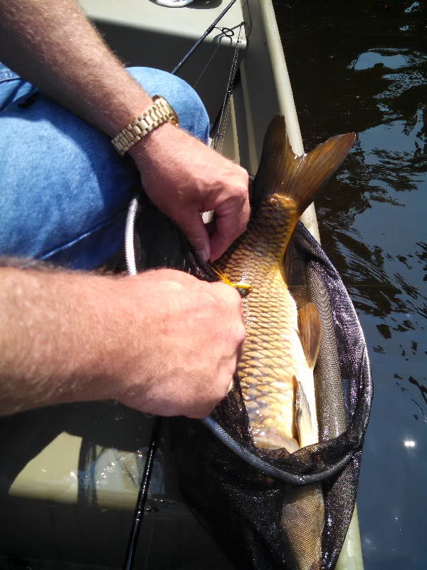 Charles River Carp on a Rooster Tail
