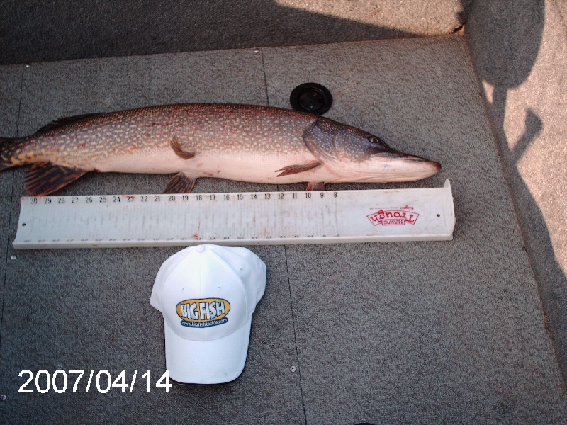Pike from Ct river