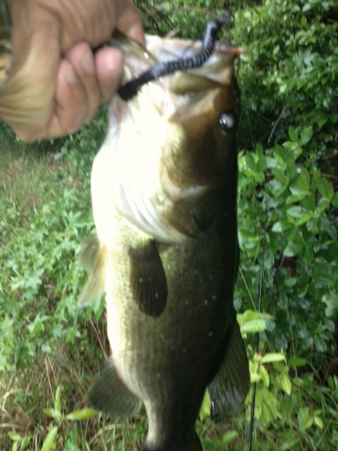 4.5 pound bass