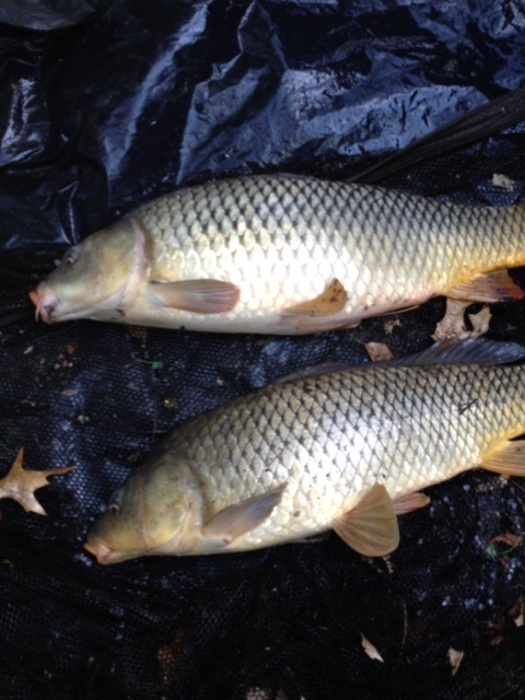 TWO-CARP at once