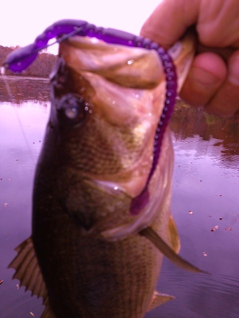 3 pounder on worm
