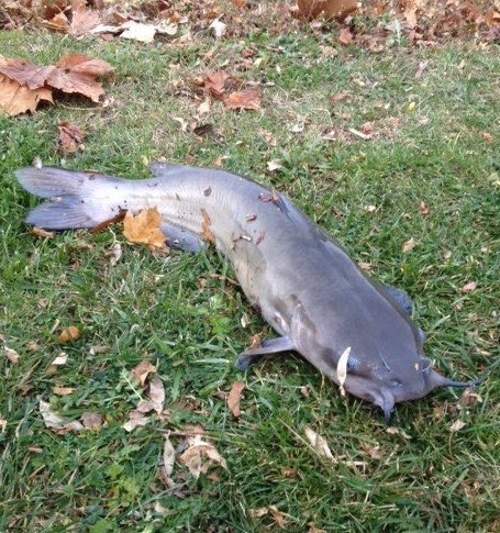 6.5 pound channel catfish
