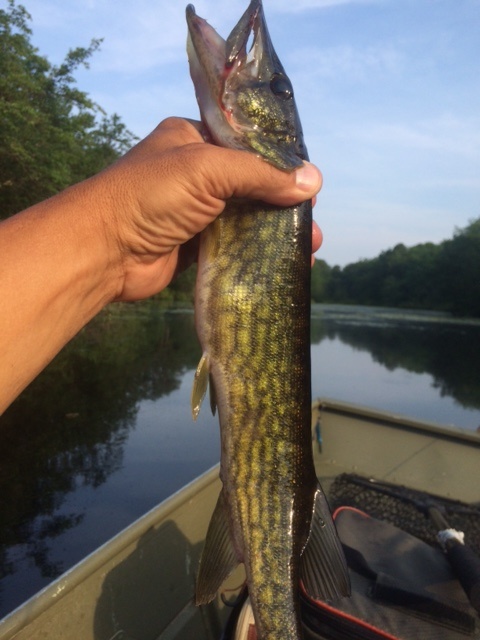 One of over 20 Pickerel