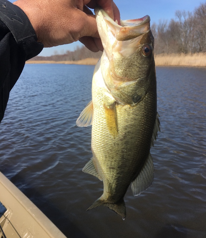 Early BASS 