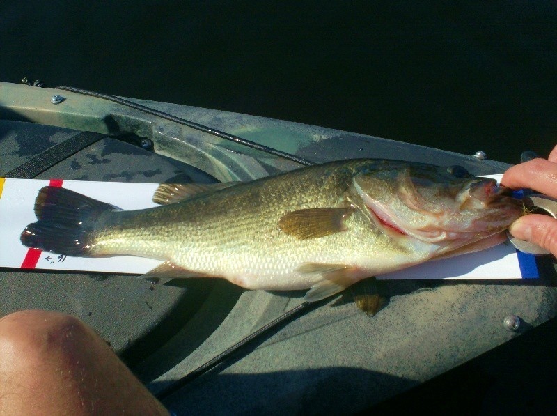 Lunker Entry #2