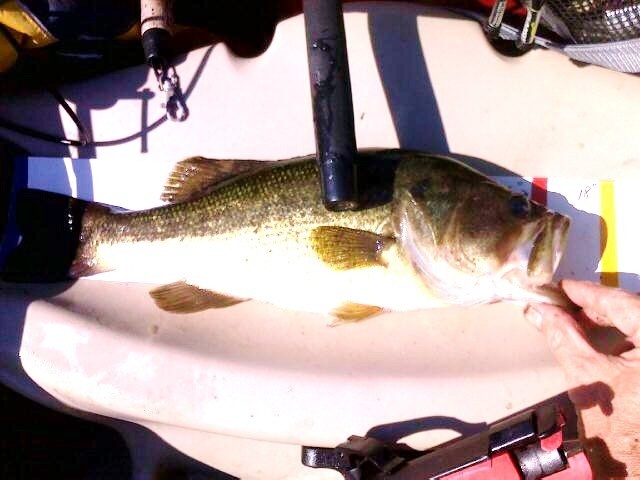 Lunker Entry #3