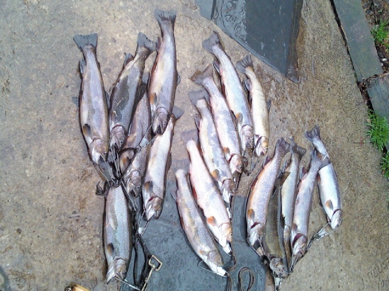 whole lot of trout