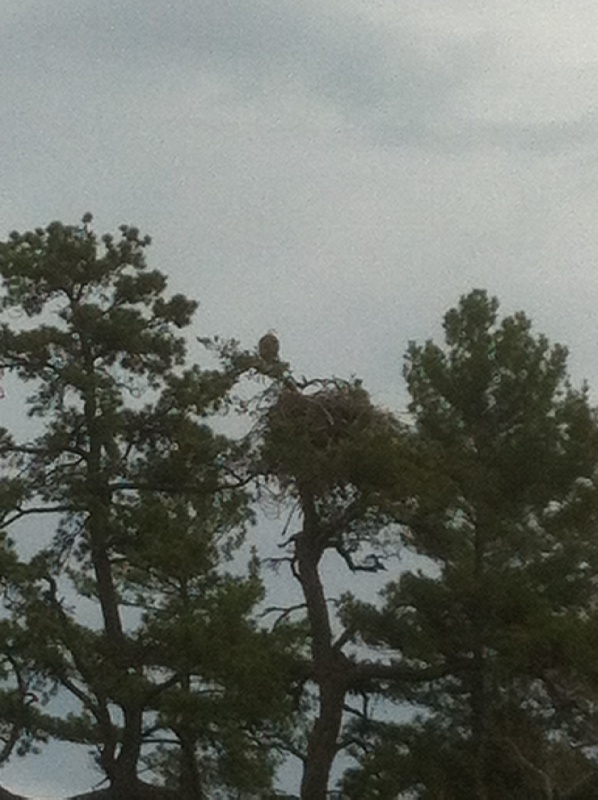 Bald Eagle & Nest