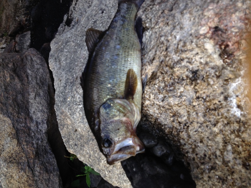 some more concord river bass fishing
