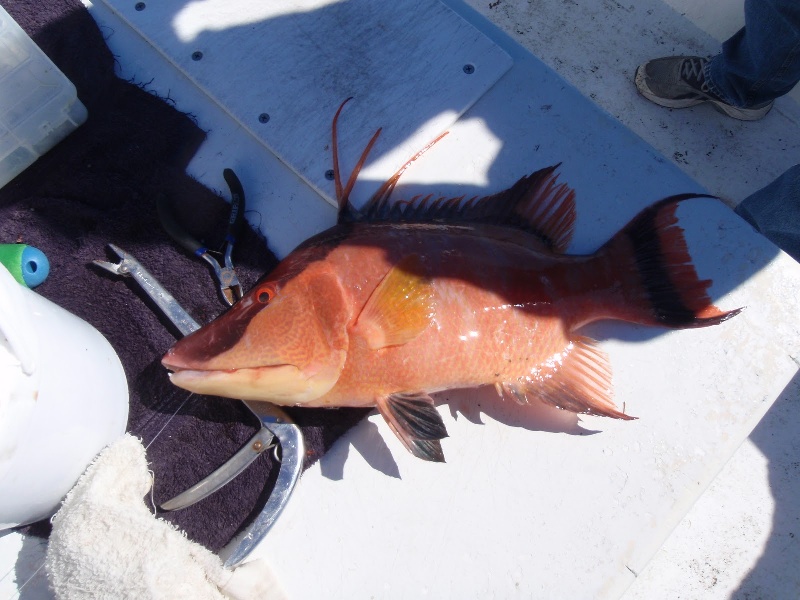 5lb Hogfish in Miami