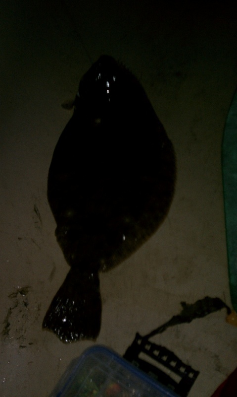 3.6lb flounder