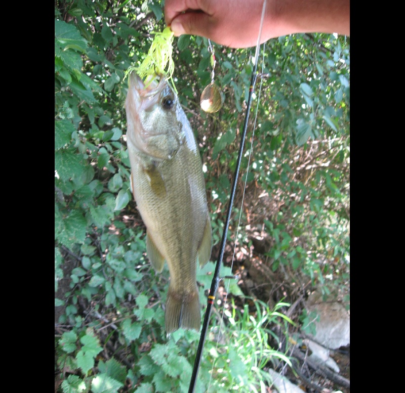 Another Largemouth