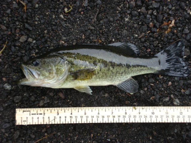15'' Bass