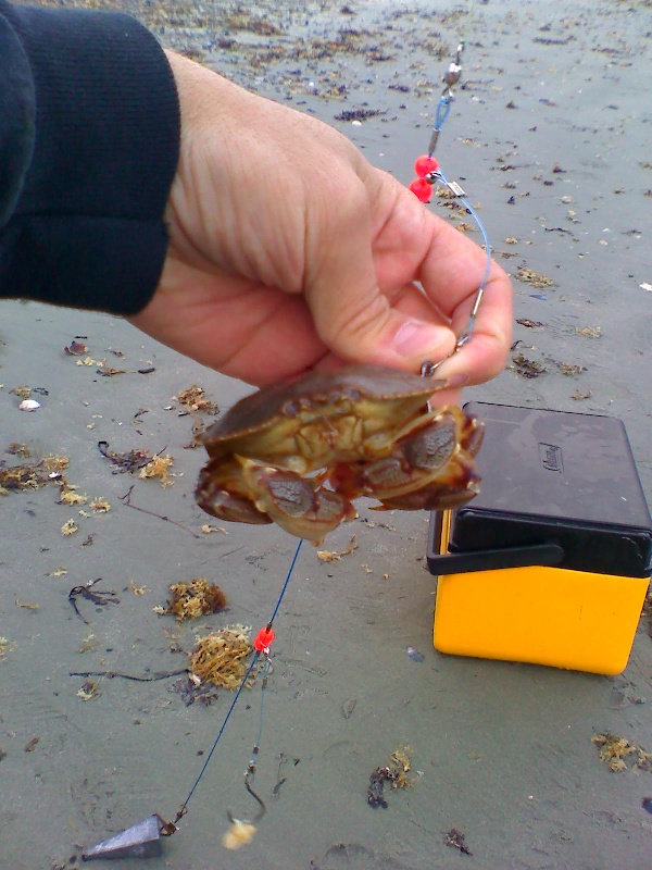 6/7/09 - This crab was chowing down on my calm bait