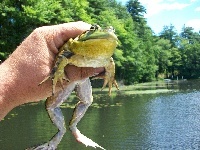 Will's Frog