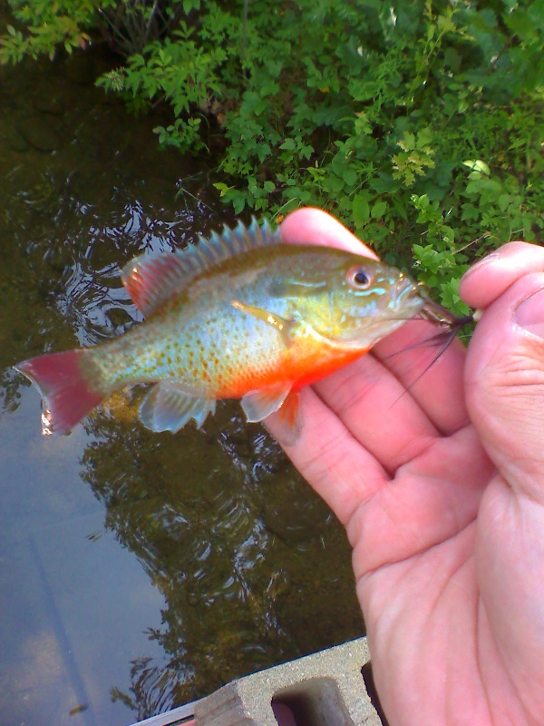 Awesome Colors on the Sunfish