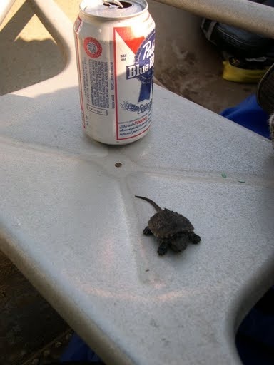 Volumes Baby Snapper and a PBR