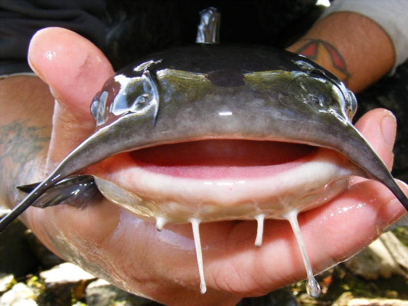 Bedlems Fish Lips