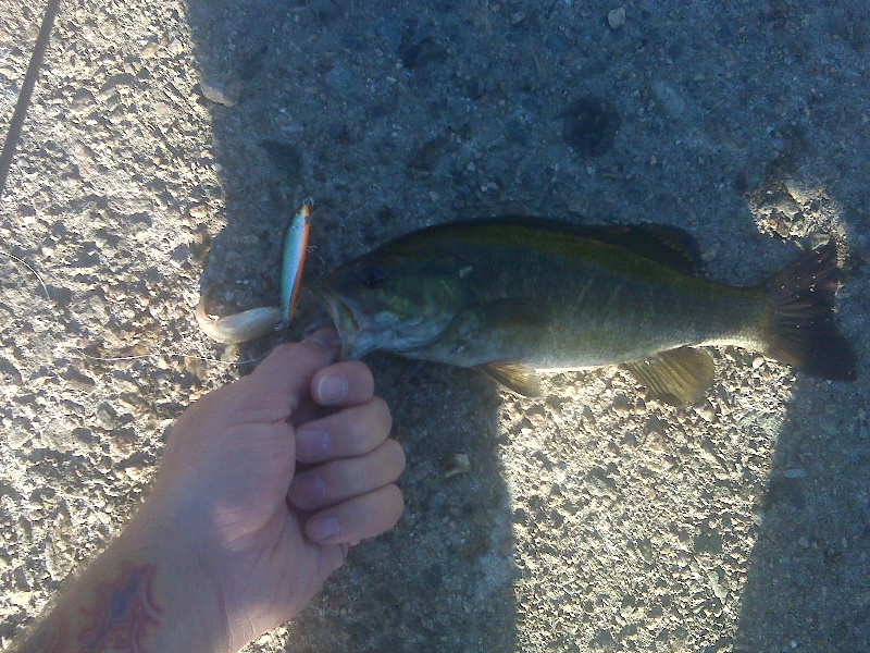 This Smallie had 2 Minnows and my jerkbait in its mouth