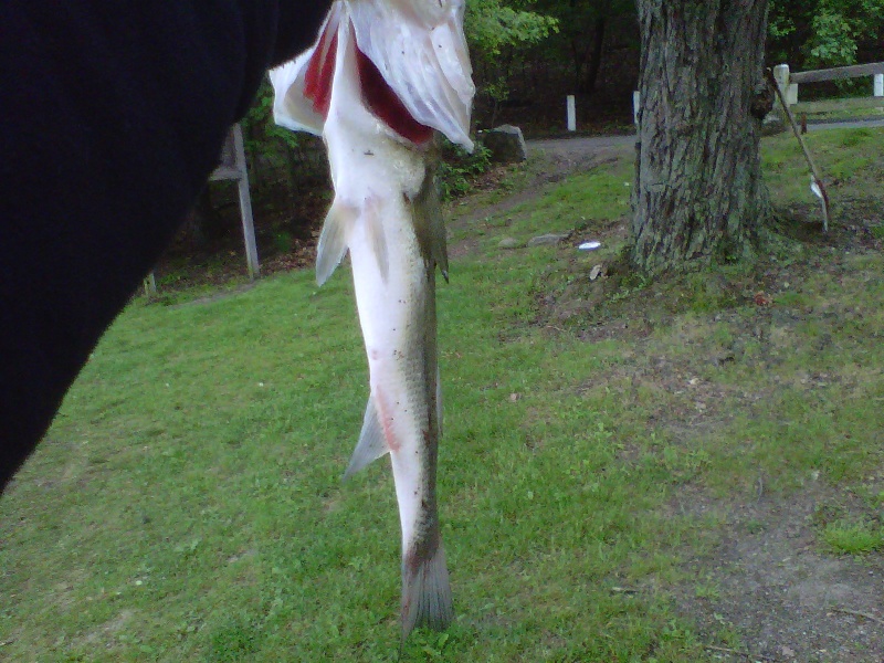Scary how skinny this Bass was, Please Go Eat...Alot!