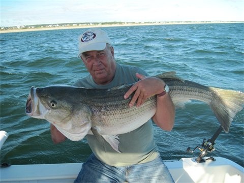 Big Cape Cod Bay Striped Bass