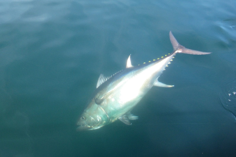 Kite Fishing for Bluefin Tuna