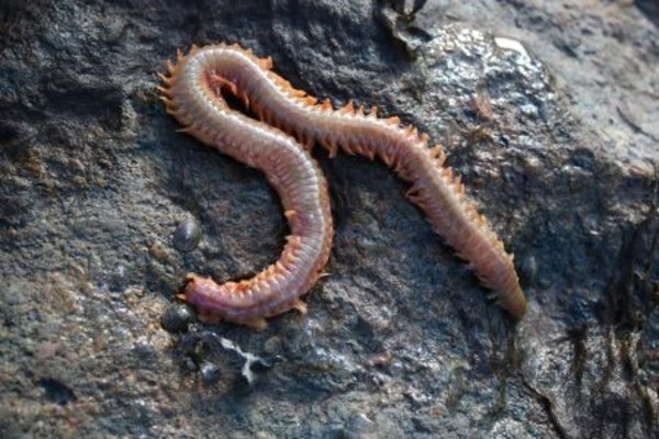 Cape Cod Seaworm