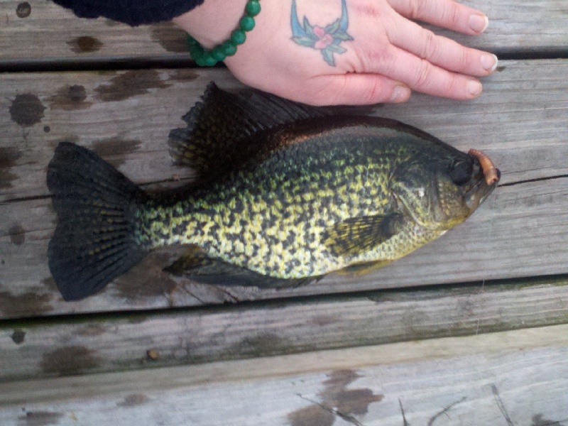 Another crappie fish! Pun intended.