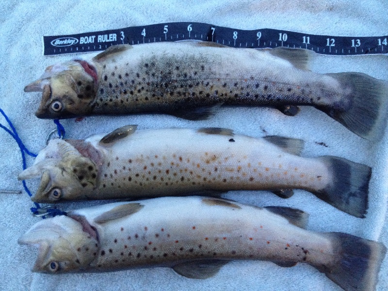Carolina trout pond brownies
