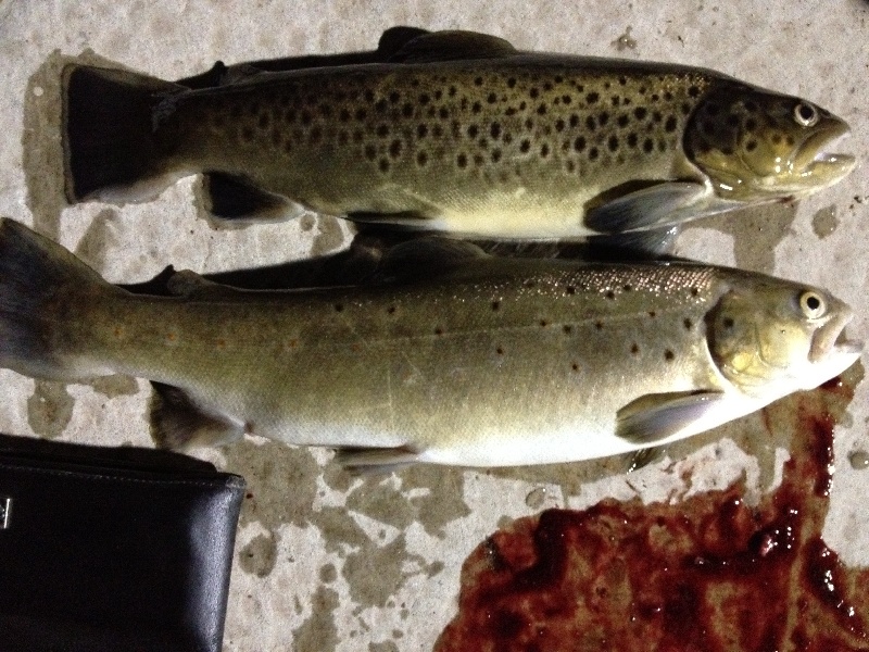 Fall rainbow and brown trout from meadowbrook pond, 