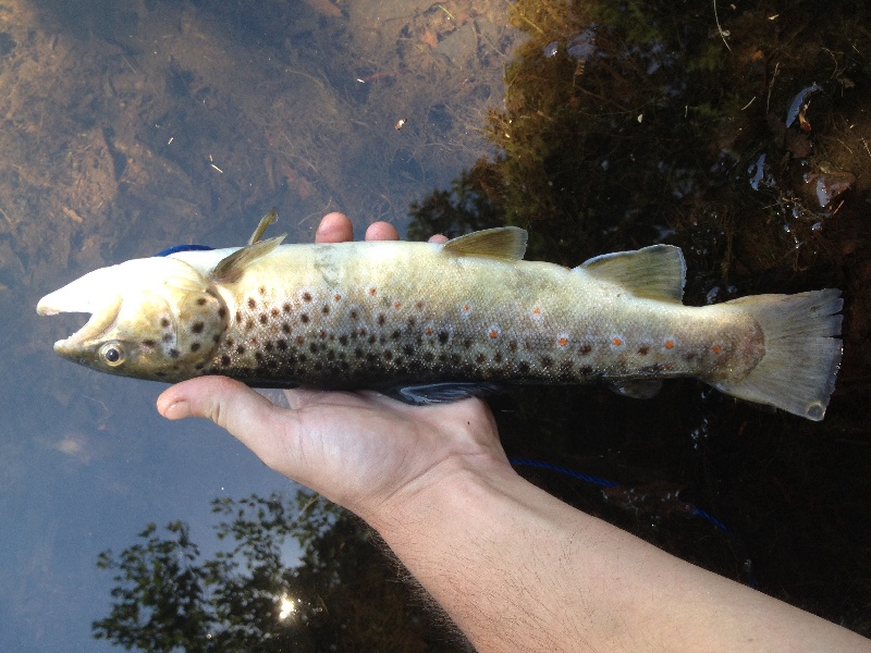 2013 brownie, Carolina trout pond