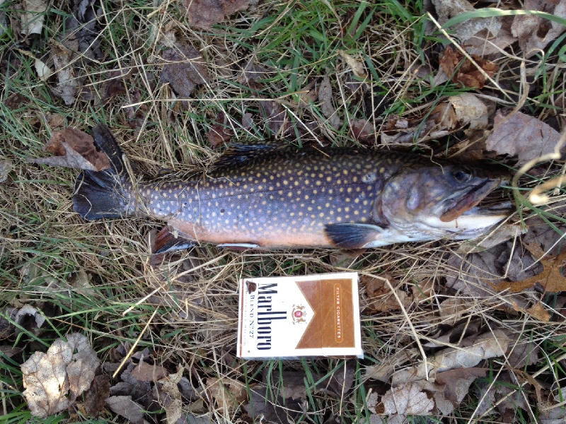 1pound 2oz brookie out of the pawcatuck river in Carolina 