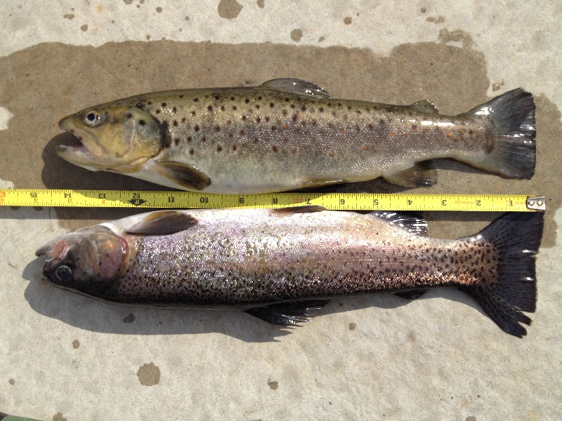 Rainbow and brownie out of the wood river near the woodville bridge, both a little over a pound