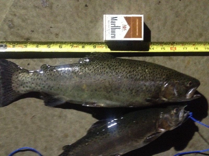 Biggest trout iv ever caught, 2pounds 9ounces!!!! 