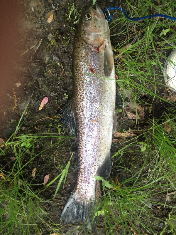 1.1 pound rainbow out of the pawcatuck river